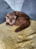 Photo №3. Two British shorthair sister for rehoming. Switzerland