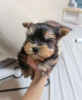 Additional photos: Yorkshire Terrier,