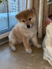 Photo №4. I will sell shiba inu in the city of Kiev. from nursery, breeder - price - negotiated