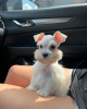 Photo №1. schnauzer - for sale in the city of Warsaw | negotiated | Announcement № 121848