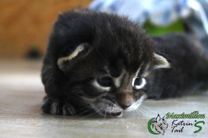 Photo №4. I will sell maine coon in the city of St. Petersburg. private announcement, from nursery, breeder - price - 656$
