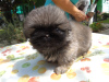 Additional photos: Pekingese puppies