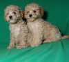 Additional photos: Real maltipu puppies (toy poodle). Boys.