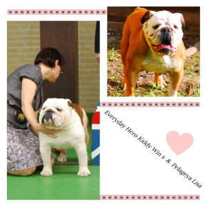 Photo №1. english bulldog - for sale in the city of Vilnius | Negotiated | Announcement № 4527