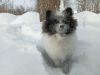 Additional photos: German Spitz, baby girl