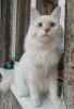 Additional photos: Nevsky Masquerade cat with pedigree