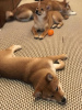 Additional photos: Shiba Inu puppies sale boy and girl RKF