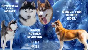 Photo №2 to announcement № 5663 for the sale of siberian husky - buy in Russian Federation private announcement