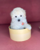 Additional photos: toy poodle puppies