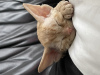 Additional photos: Devon Rex kittens