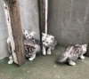 Photo №3. Healthy cute adorable and socialized British shorthair kittens available now for. Germany