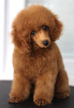 Photo №3. Miniature poodle puppies. Serbia