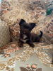 Photo №2 to announcement № 13353 for the sale of chihuahua - buy in Belarus breeder