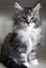 Photo №4. I will sell maine coon in the city of Berlin. private announcement, from nursery, breeder - price - 296$