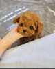 Photo №3. Buy your lovely beautiful Vaccinated Poodle (Toy) puppies available now for. Australia