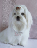 Photo №3. Grown baby - Maltese boy, super quality. Ukraine