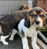 Photo №2 to announcement № 127541 for the sale of beagle - buy in Finland private announcement