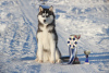 Photo №1. siberian husky - for sale in the city of Samara | 204$ | Announcement № 8763