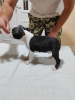 Additional photos: Boston Terrier puppies for sale