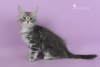 Photo №2 to announcement № 8890 for the sale of maine coon - buy in Russian Federation from nursery, breeder