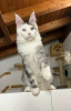 Photo №1. maine coon - for sale in the city of Shrewsbury | negotiated | Announcement № 52020