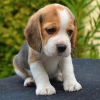 Photo №1. beagle - for sale in the city of Bonn | 380$ | Announcement № 124535