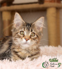 Photo №1. maine coon - for sale in the city of St. Petersburg | 458$ | Announcement № 9741