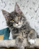 Photo №2 to announcement № 97756 for the sale of maine coon - buy in Germany private announcement