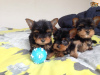 Photo №1. yorkshire terrier - for sale in the city of Wiesbaden | Is free | Announcement № 101854