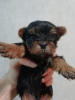 Additional photos: Yorkie/Kawaiiork puppies