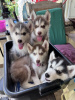 Photo №1. siberian husky - for sale in the city of Dover | negotiated | Announcement № 71136