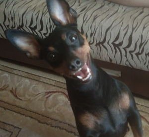 Photo №2 to announcement № 4715 for the sale of miniature pinscher - buy in Russian Federation private announcement