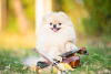 Photo №3. Female Pomeranian FCI for sale. Belarus