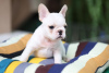 Additional photos: beautiful French bulldog puppies.