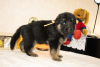 Photo №2 to announcement № 8573 for the sale of german shepherd - buy in Russian Federation breeder