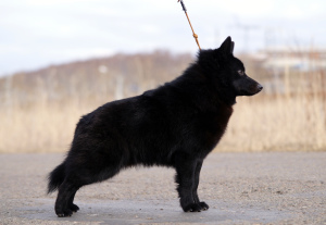 Photo №3. Schipperke male. Russian Federation