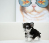 Additional photos: MALTESE PUPPY REHOMING