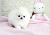 Photo №3. Great Pomeranian Puppy Ready. Germany