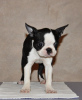 Additional photos: Boston terrier puppies for sale