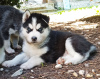 Additional photos: Husky babies