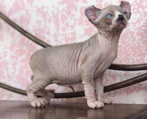 Photo №3. The kitten of breed Elf * is on sale, 2 months. Slovenia