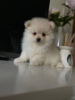 Photo №3. Vaccinated Pomeranian Puppies available Now with home delivery. Netherlands