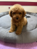 Additional photos: Red Toy Poodle