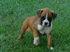 Photo №1. boxer - for sale in the city of Karlsruhe | Is free | Announcement № 123914