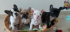 Photo №1. french bulldog - for sale in the city of Гамбург | 380$ | Announcement № 122965