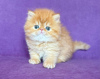 Photo №1. persian cat - for sale in the city of New York Mills | 380$ | Announcement № 118443