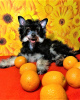 Photo №1. chinese crested dog - for sale in the city of Москва | negotiated | Announcement № 1352