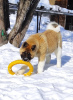 Photo №4. I will sell american akita in the city of Tyumen. from nursery - price - 670$