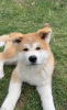 Photo №3. Akita puppy looking for a home. Ukraine