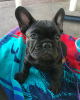 Photo №3. French bulldog puppies!. Germany